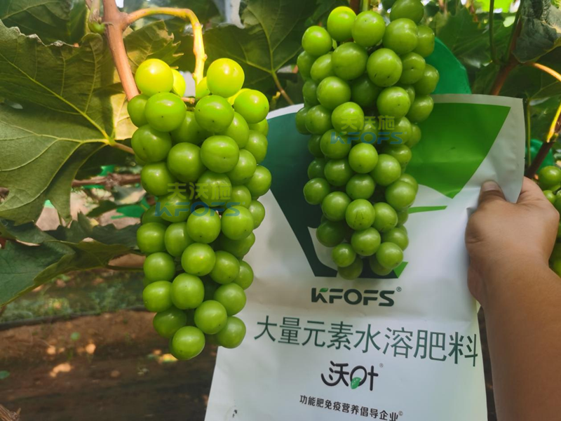 陽光玫瑰葡萄種植技術-沃葉大量元素.png