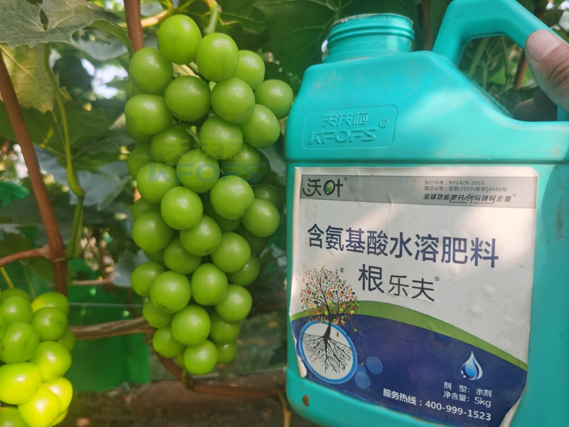 陽光玫瑰葡萄種植技術-沃葉根樂夫.png