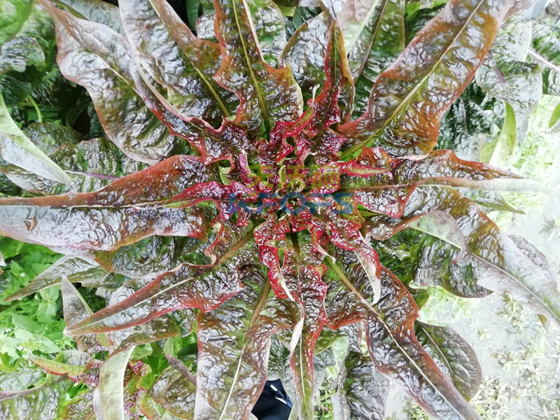 萵筍如何追肥？羅大哥說沃葉真不錯！
