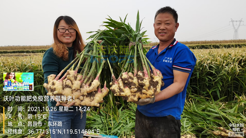 種大姜用什么肥料好？姜農(nóng)區(qū)都愛用沃葉！