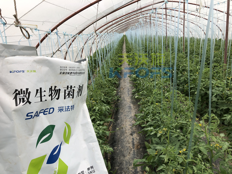 蔬菜施什么肥長得又快又好？張老板說采法特！