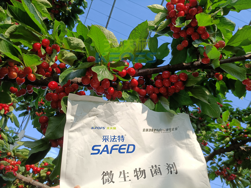 櫻桃采摘后施什么肥料好？王總案例！