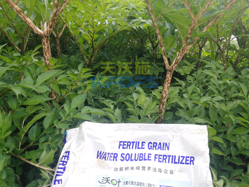 顆粒水溶肥，為何杜總只認(rèn)可這款！