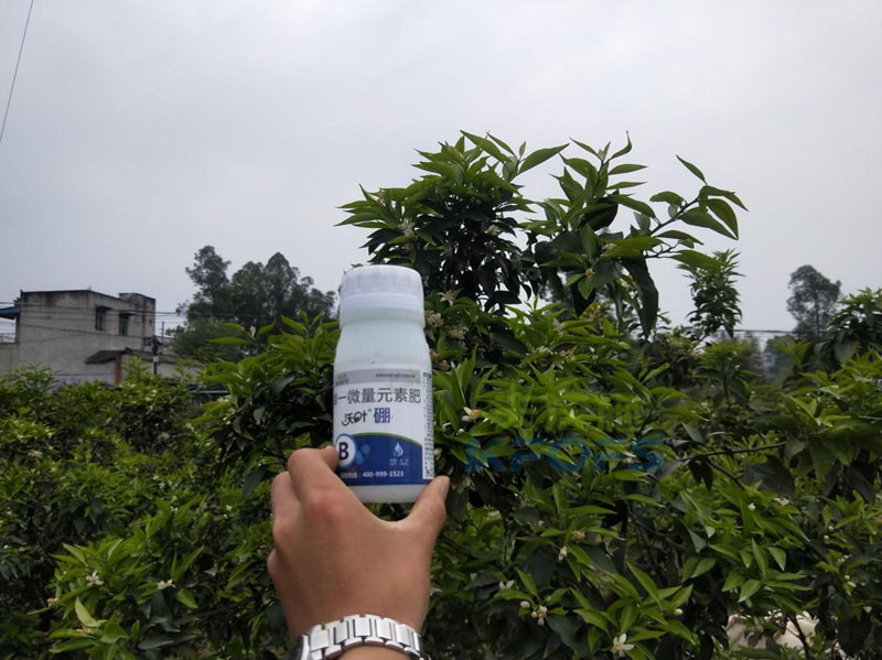 柑橘硼肥什么時(shí)候用比較好？