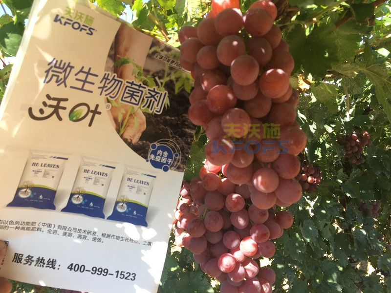 葡萄萌芽期施肥技術-沃葉微生物菌劑.jpg