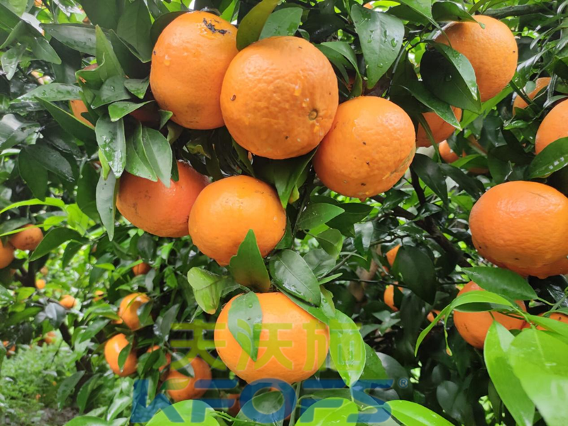 柑橘壯果肥什么時(shí)候施好？
