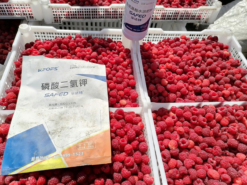 磷酸二氫鉀的功效和作用-采法特二氫鉀樹(shù)莓.png