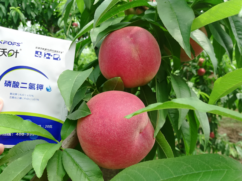 桃樹施什么肥料好？李大哥對比案例！