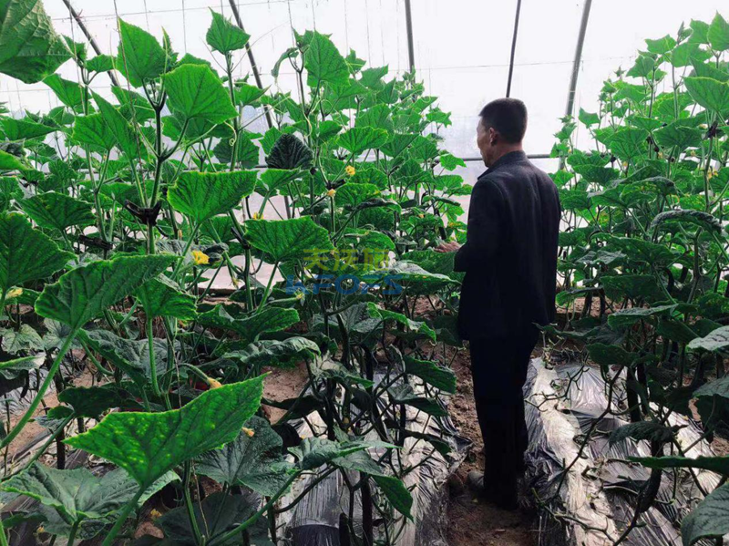 黃腐酸鉀怎么用？王老師為您解答