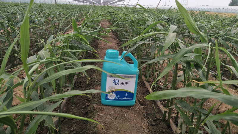 種植蔬菜用什么肥料？
