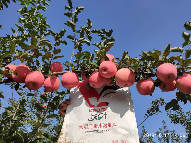 水溶肥-陜西蘋(píng)果效果.png