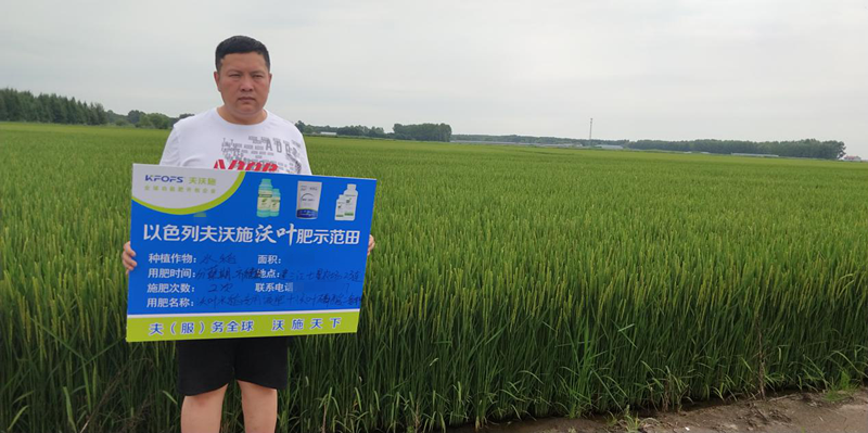 水溶肥-小麥施用沃葉水溶肥效果圖.png