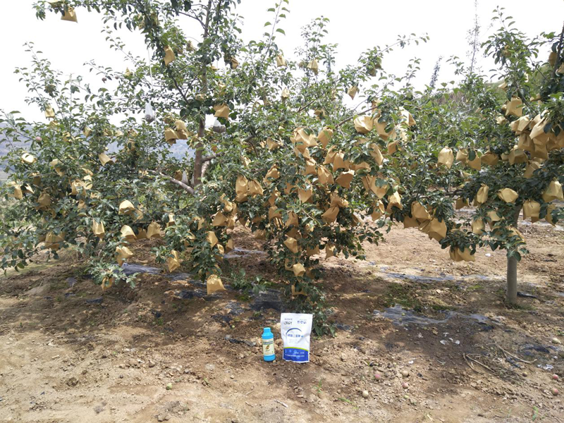 水溶肥-果樹(shù)用沃葉磷酸二氫鉀效果1.png
