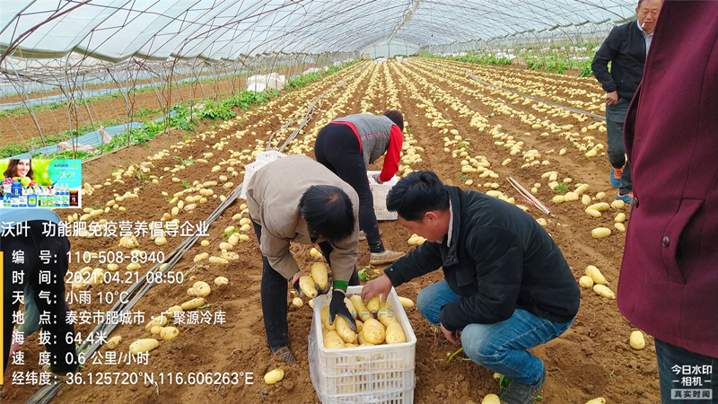 礦源黃腐酸鉀，改良土壤的好幫手