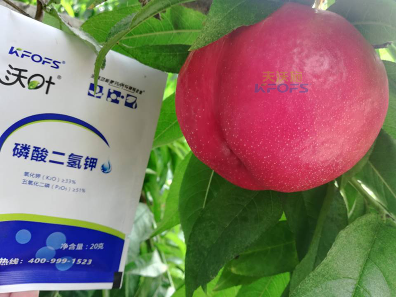 水溶肥-桃樹(shù)用沃葉磷酸二氫鉀效果1.png