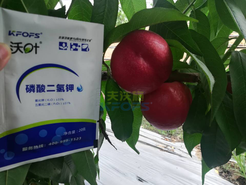 水溶肥-桃樹(shù)用沃葉磷酸二氫鉀效果2.png