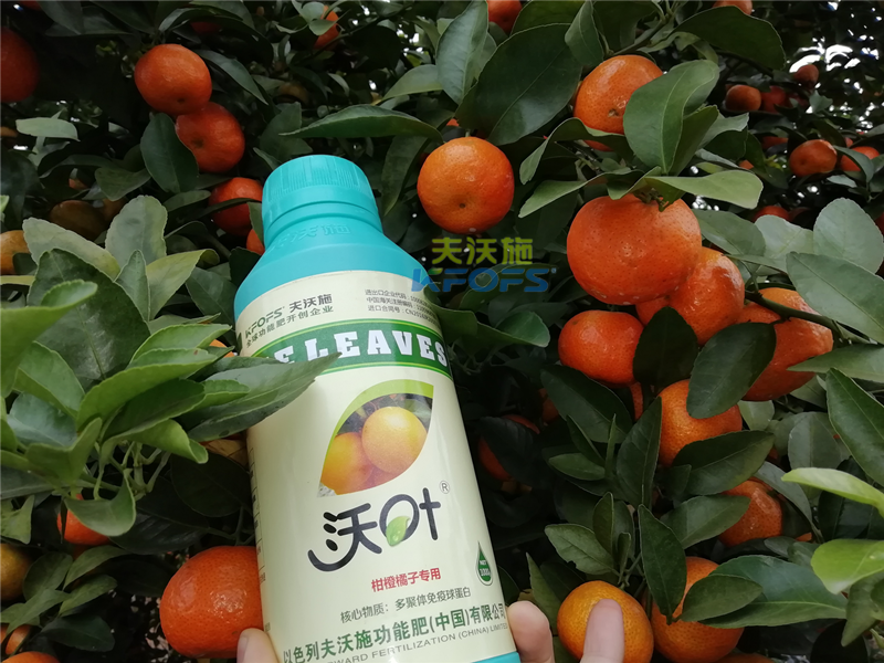如何施肥提高柑橘產(chǎn)量，柑橘施肥技巧