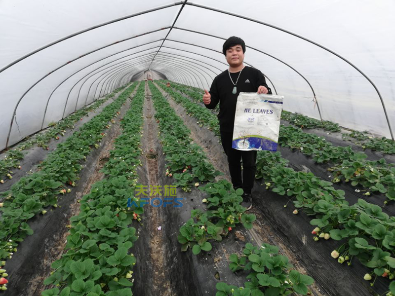 作物用肥，對食品安全的重要作用