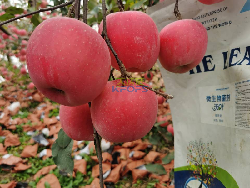 如何施肥讓果實(shí)快速膨大-沃葉菌劑蘋(píng)果.png