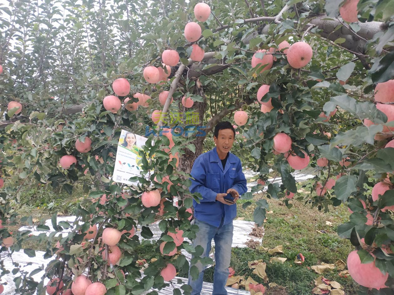 如何施肥讓果實(shí)快速膨大-沃葉水溶肥蘋(píng)果.png