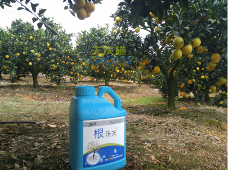 如何正確的施用生根劑-沃葉果樹(shù).png