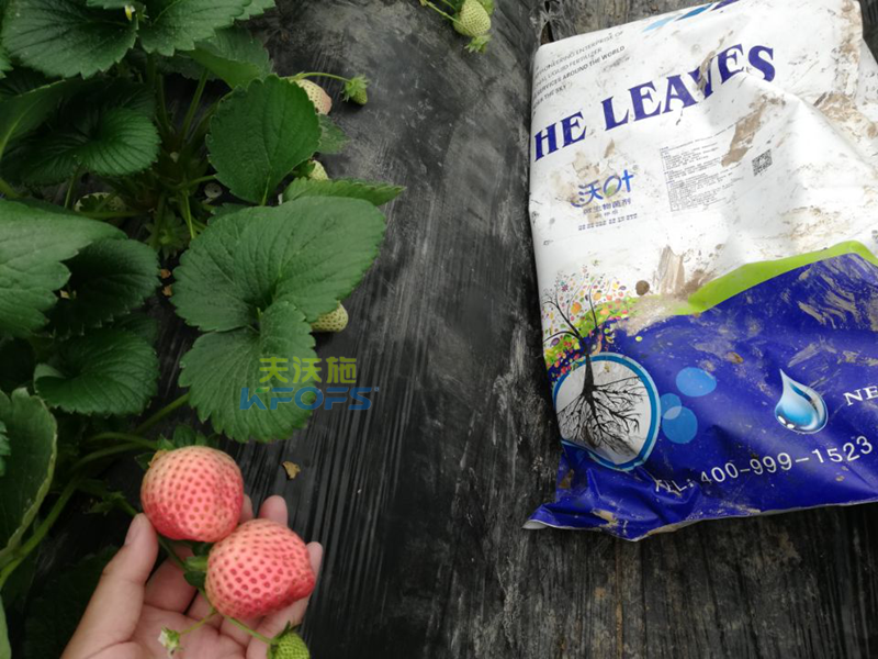 水溶肥-草莓用什么肥料好？