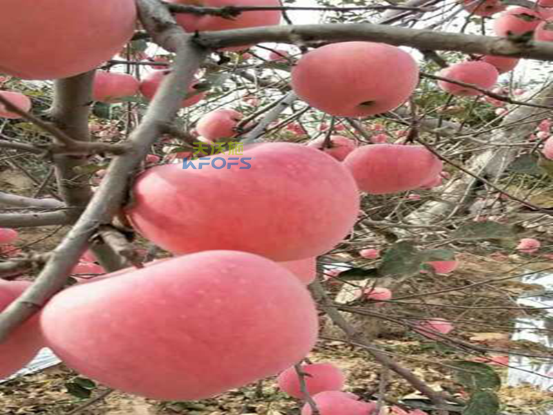 生物菌肥哪種好？