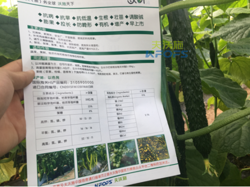 黃瓜沖施肥如何使用效果更好？