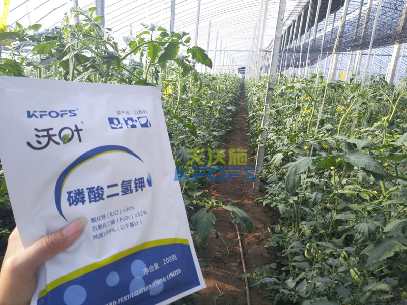 番茄葉面肥的使用技巧！