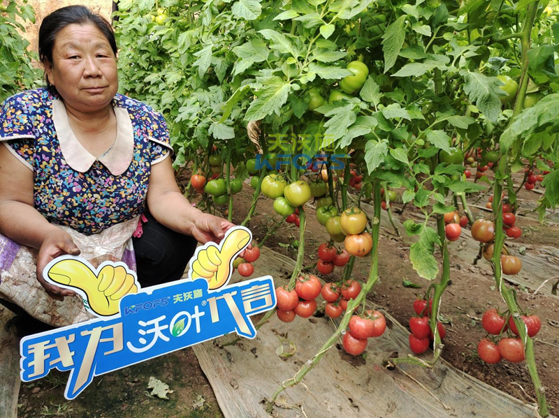 沃葉水溶肥怎么樣-沃葉用戶(hù)見(jiàn)證1.png
