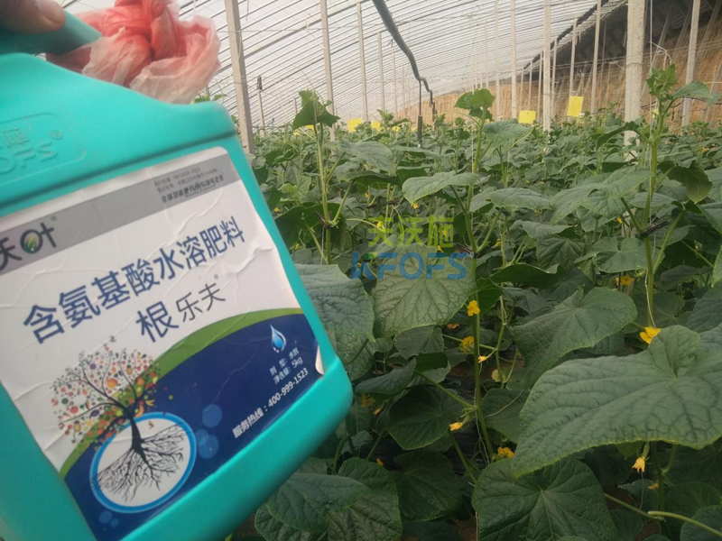 水溶肥調(diào)理黃瓜黃頭，夫沃施有一招！