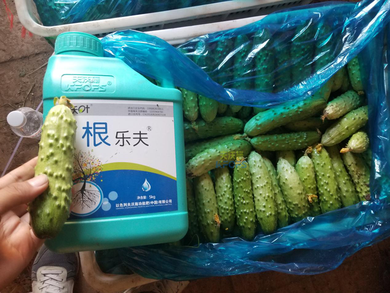 根系、土壤問(wèn)題如何解決？