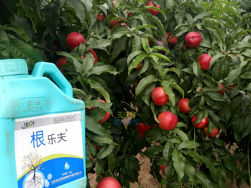 果樹生根劑用什么好？