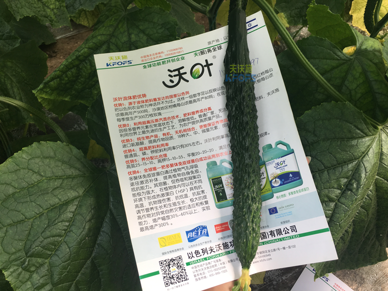 黃瓜的施肥時(shí)間及方法？