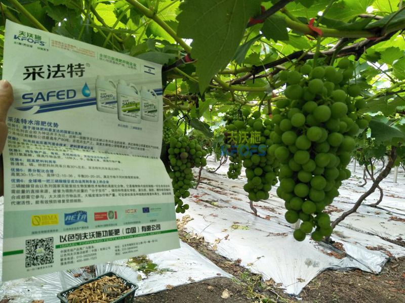 葡萄膨大期施肥技術(shù)-收藏版！