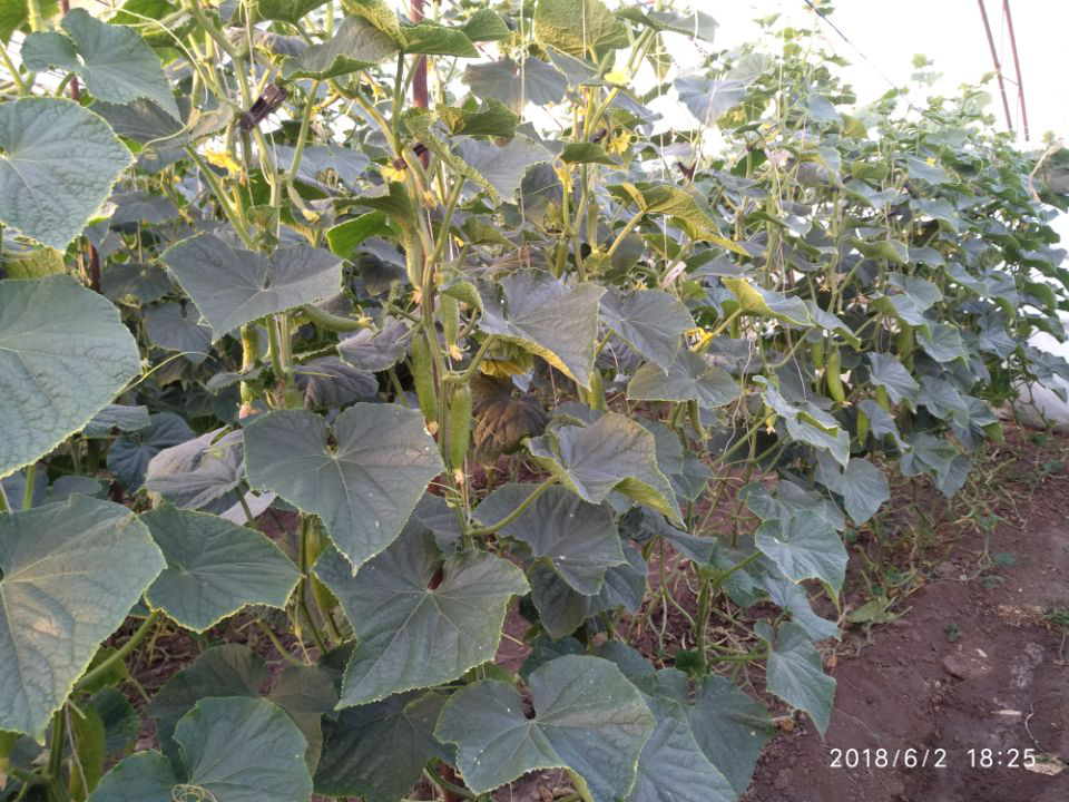 菌肥的正確使用方法？