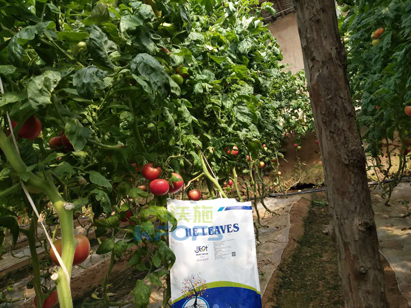 生物菌肥哪家好？
