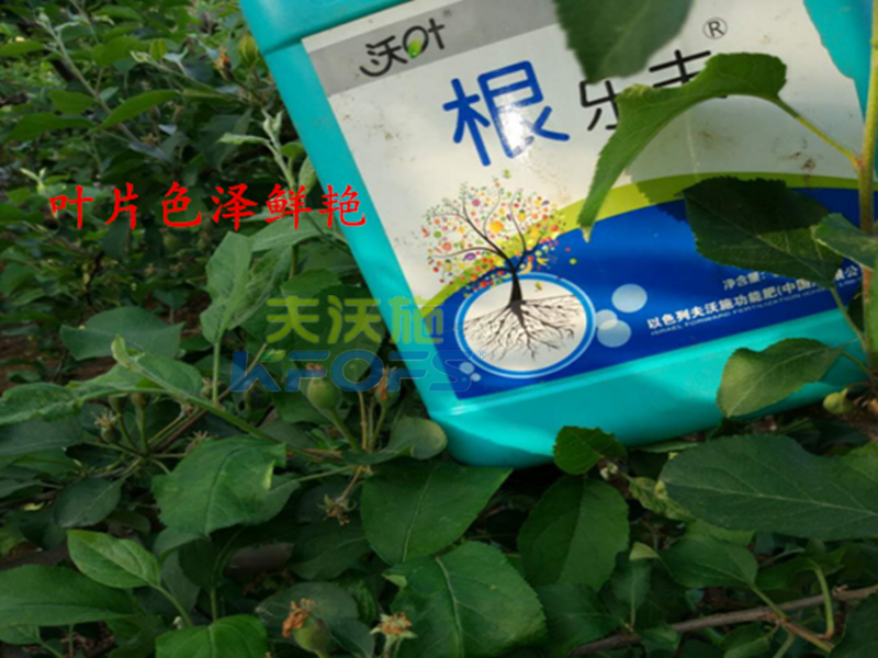 進口沖施肥哪家好？