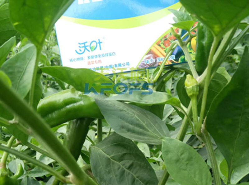 葉面肥噴施有哪些注意事項？1.png