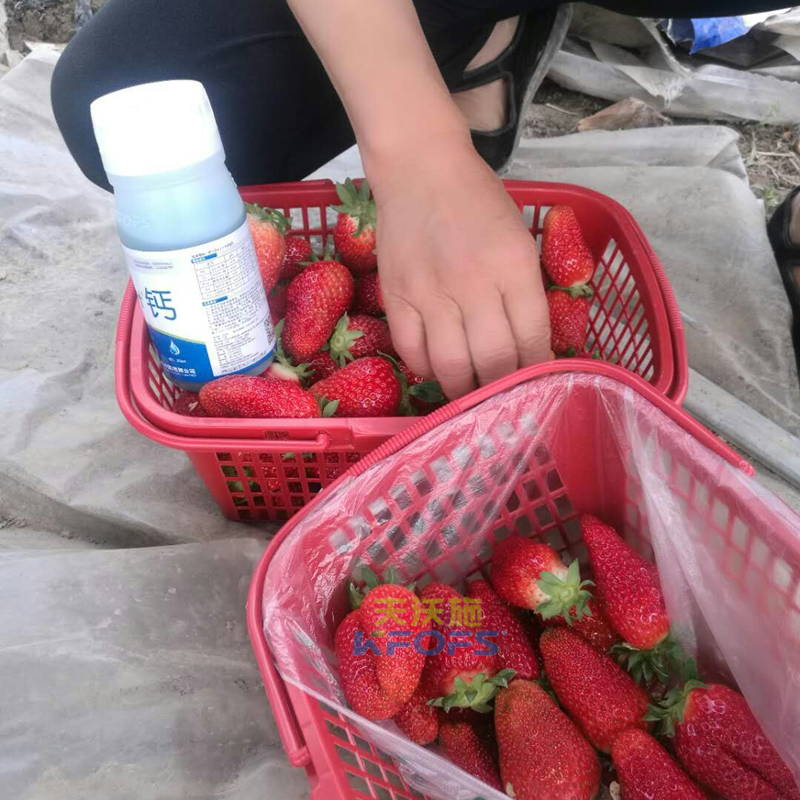 草莓果實(shí)膨大期施肥原則及方案！