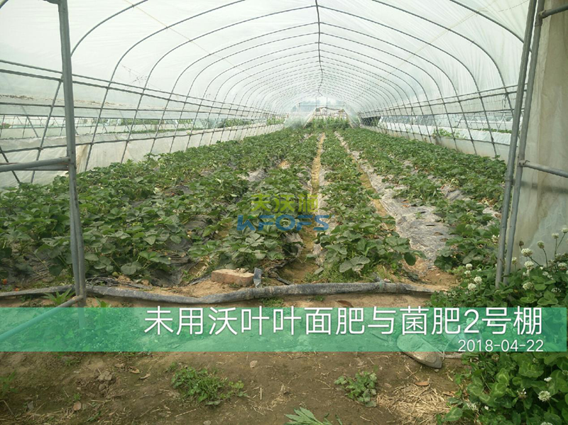 草莓果實(shí)膨大期施肥原則及方案！1.png