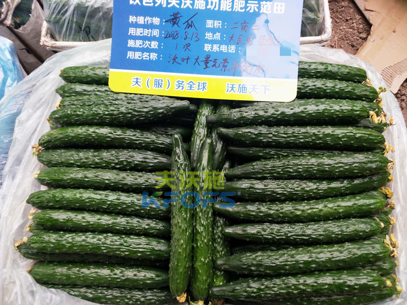 黃瓜用什么肥料產(chǎn)量高？1.png