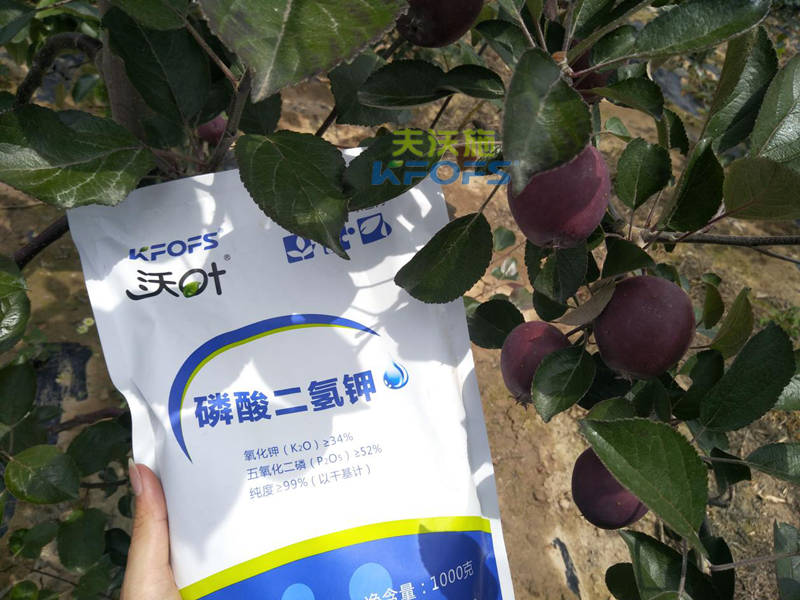 蘋果怎么施肥？1.png
