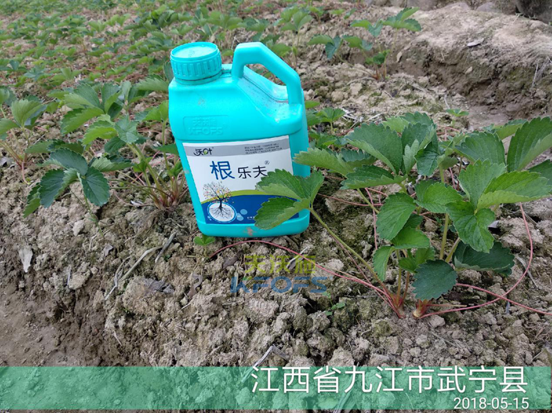 草莓如何施肥更高產(chǎn)？
