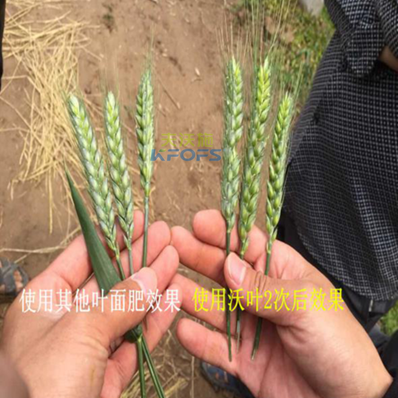 小麥葉面肥噴施的注意事項(xiàng)？