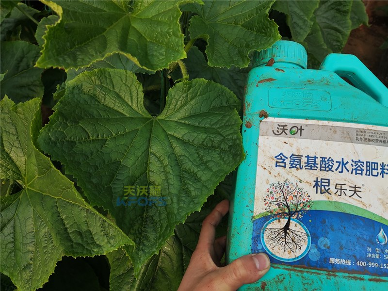 黃瓜用什么水溶肥-沃葉根樂(lè)夫黃瓜.jpg