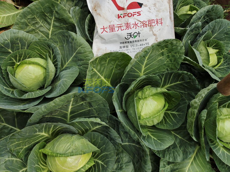 什么是水溶肥？夫沃施為您解答！
