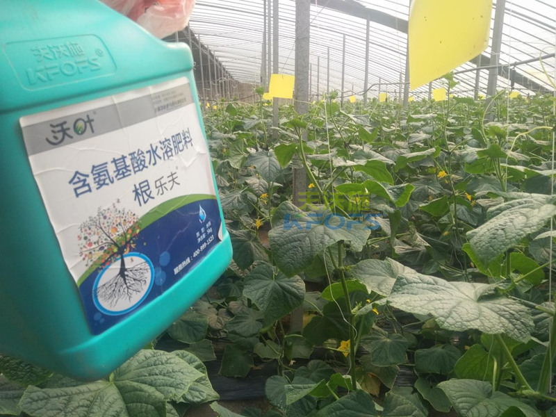 生根劑黃瓜落秧用有什么好處？