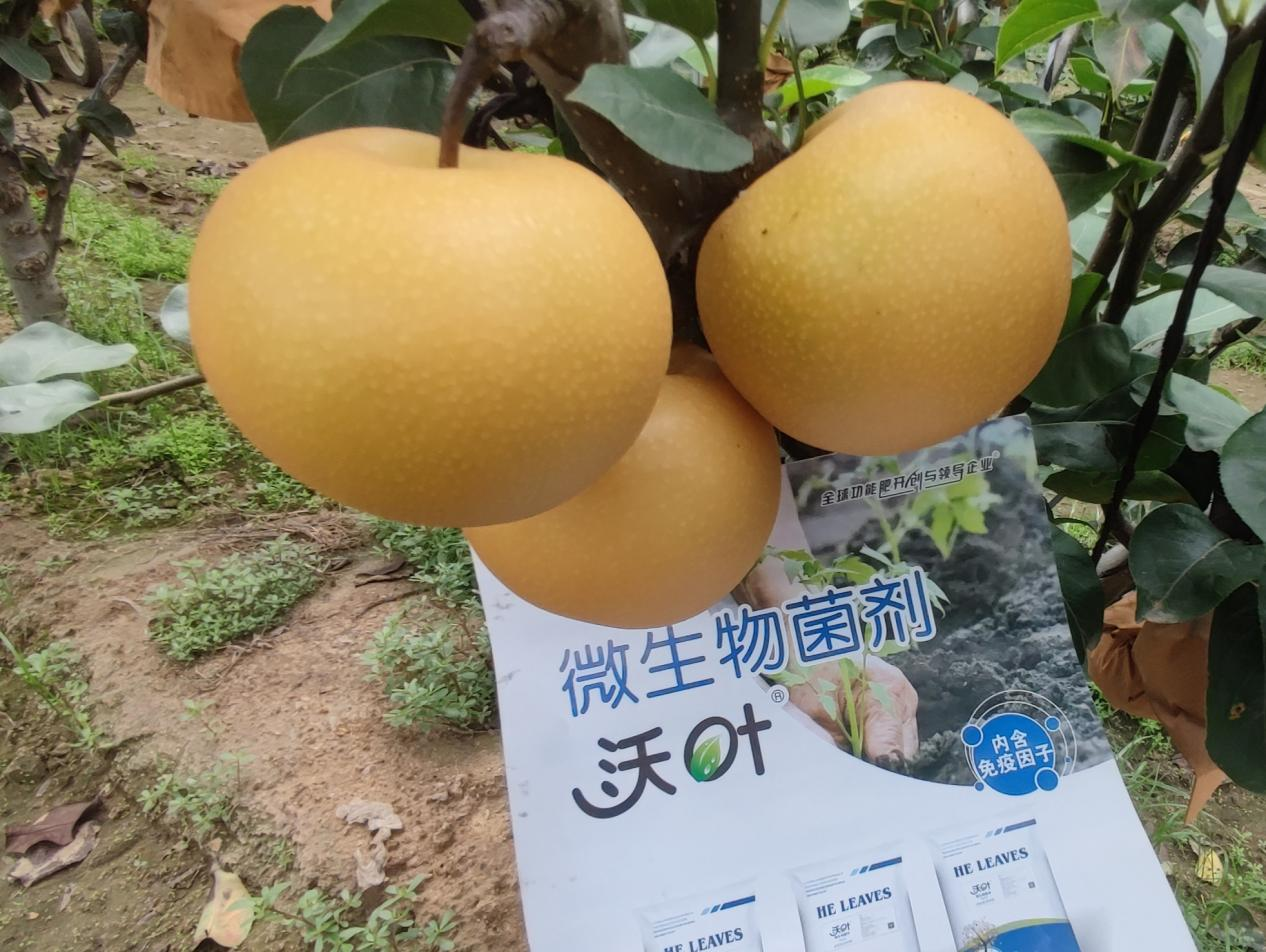 果樹施肥用什么水溶肥好？