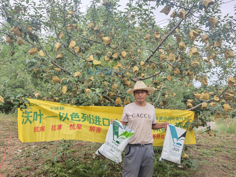 蘋果用什么水溶肥好，馮大哥推薦沃葉